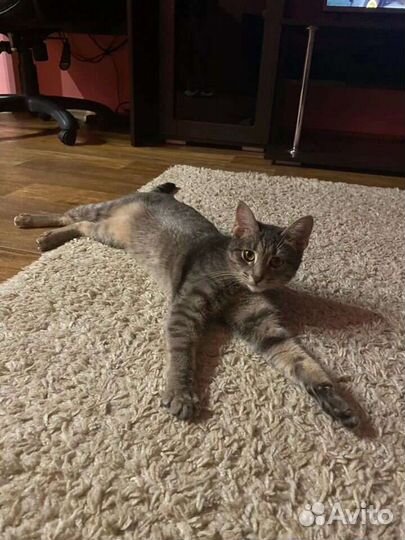 Ищу дом молодой кошечки