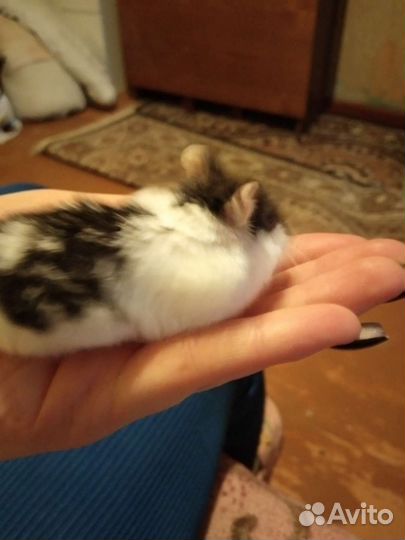 Джунгарский хомяк с клеткой
