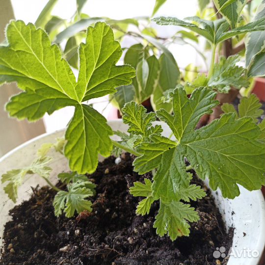 Душистая герань с ароматом лимона