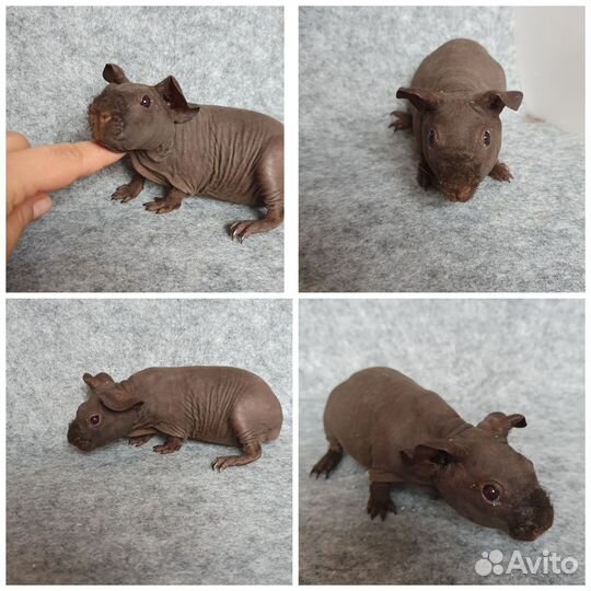 Морская свинка скинни девочки