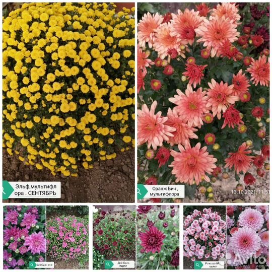 Хризантемы