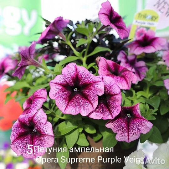 Петуния