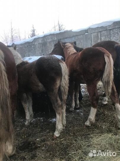 Продам жеребят