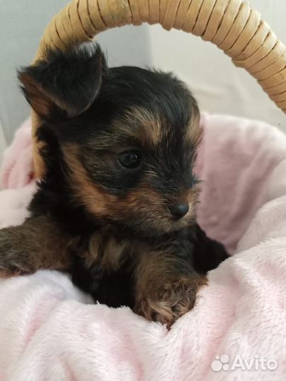 Йоркширский терьер щенки стандарт