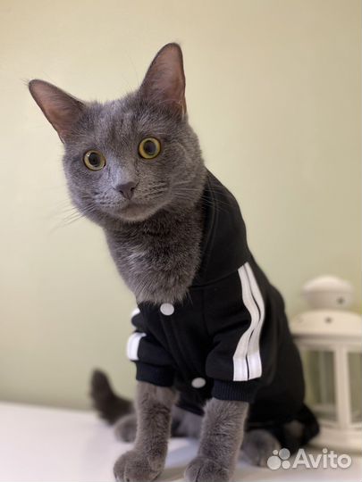 Одежда для собак и кошек костюм