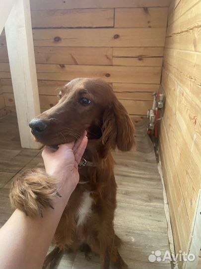 Ирландский сеттер