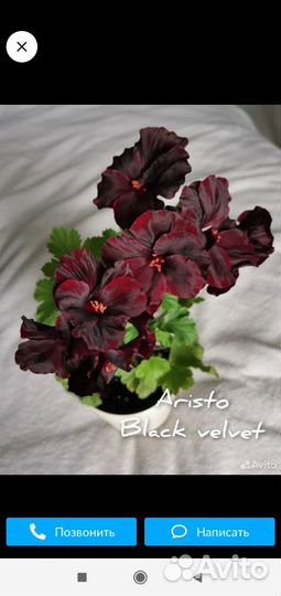 Комн. Цветы