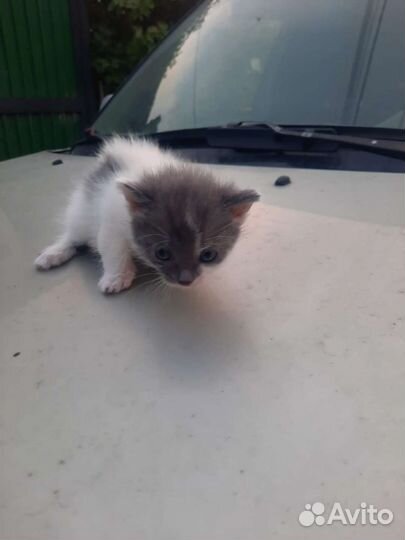 Отдам котят
