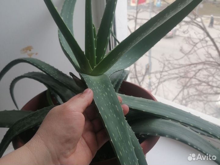 Веточки Алоэ вера на лекарства и косметику