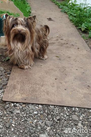 Йоркширский терьер, вязка мальчик