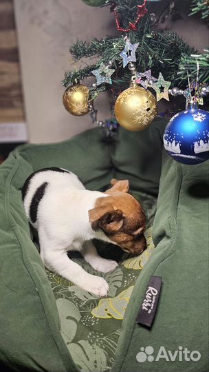 Щенки джек рассел терьер гладкошерстный