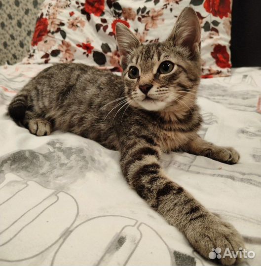 В добрые руки