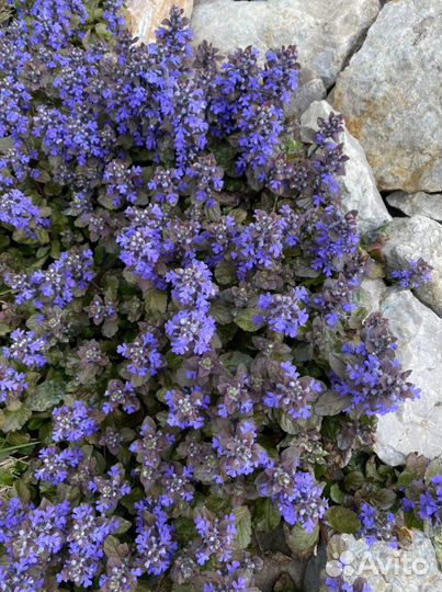 Живучка ползучая