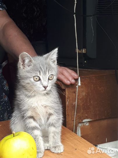 Котята в добрые руки (мальчики)