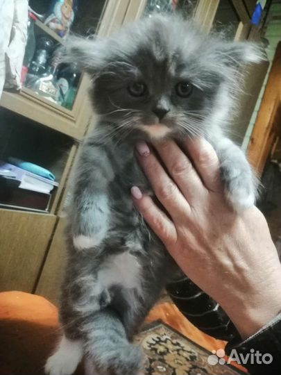 В добрые руки