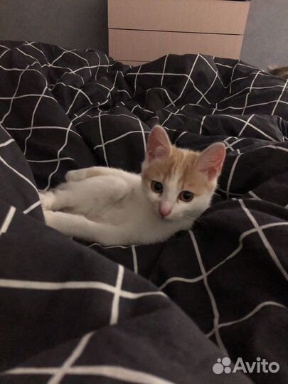 Котенок в добрые руки
