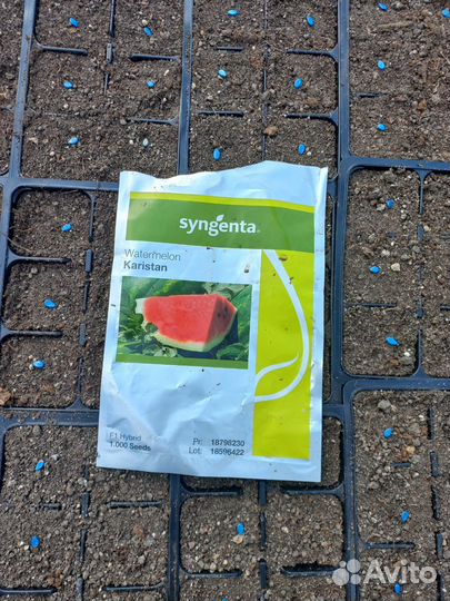 Рассада арбуза