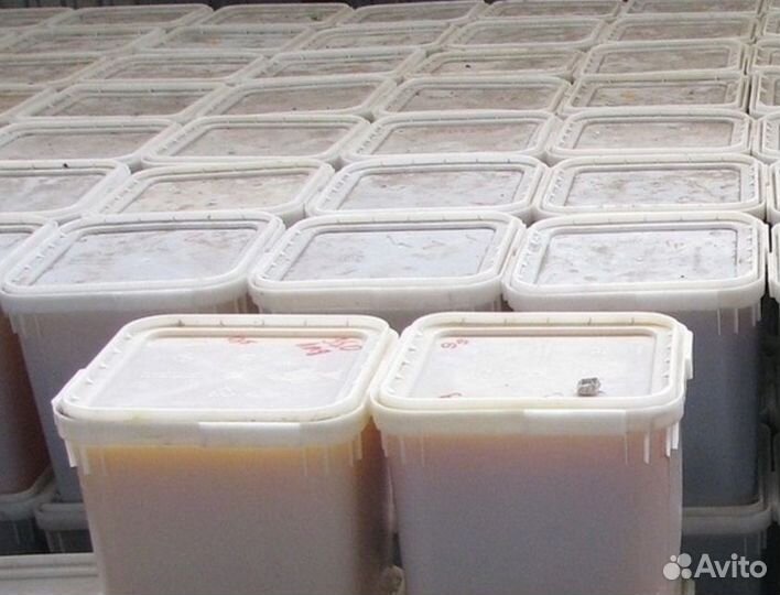 Цветочный мед оптом свежая качка