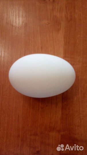 Яйцо для инкубации