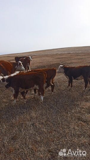 Бычки и телки