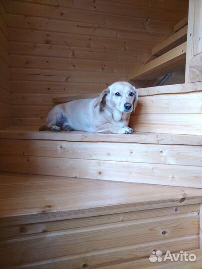 Передержка собак/ Догситтер