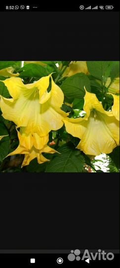 Бругмансия,Пеларгония герань