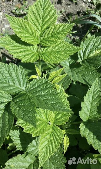 Витаминный Сбор «Ягодный лес» с Вишней/Лесн ягодам