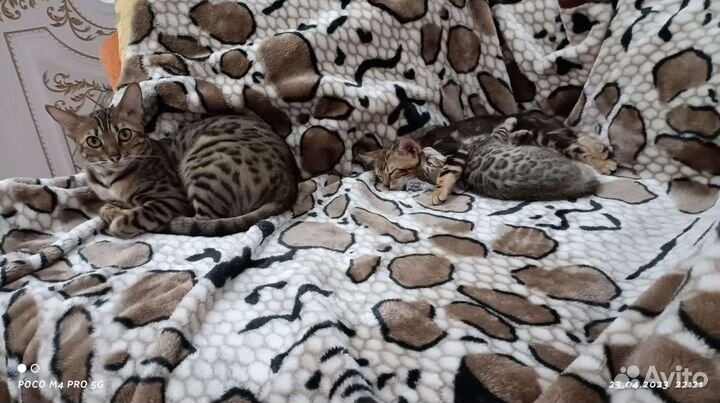 Бенгальские котята