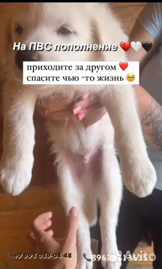 Щенки