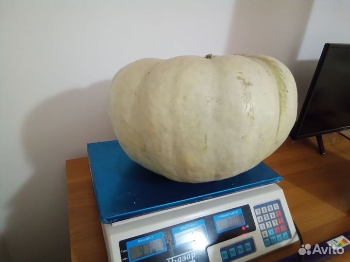 Семена крупноплодной тыквы