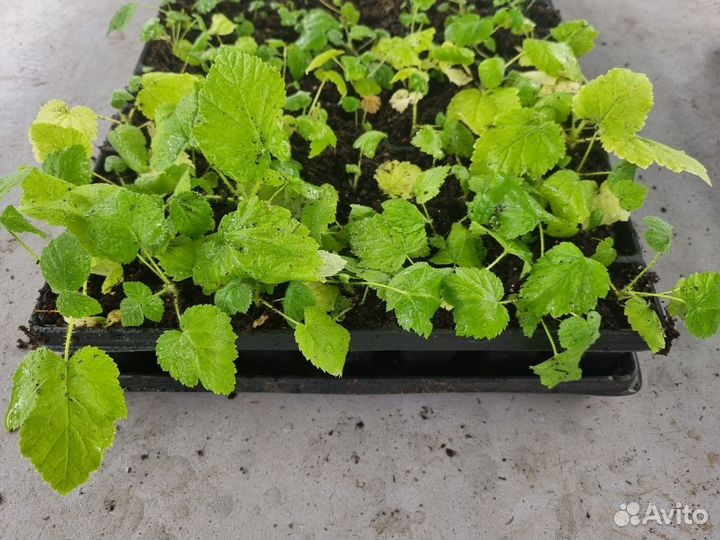 Саженцы малины