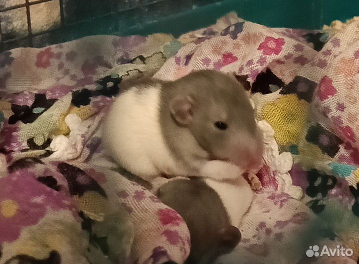 Крысёнок дамбо