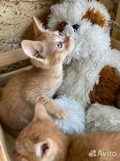 Рыжая банда ищет дом