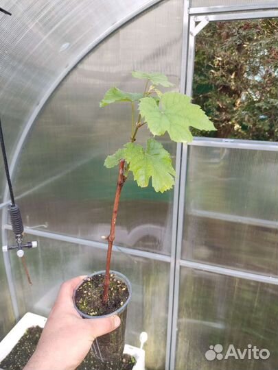 Саженцы винограда сорт 