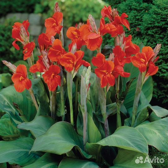 Продам канны