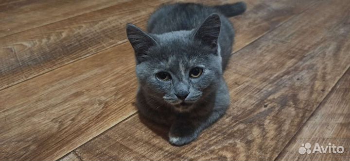 Котенок девочка