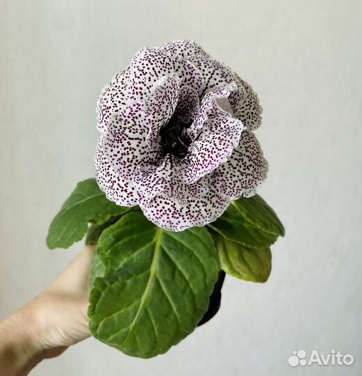Глоксиния махровая цветущая
