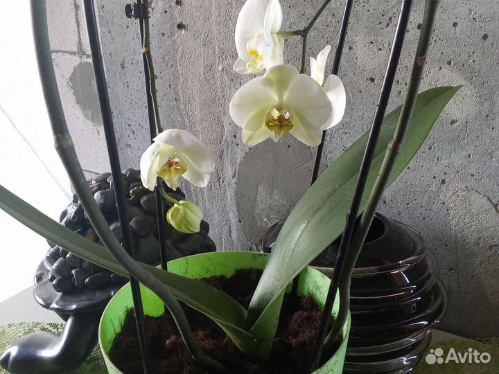 Орхидея белая