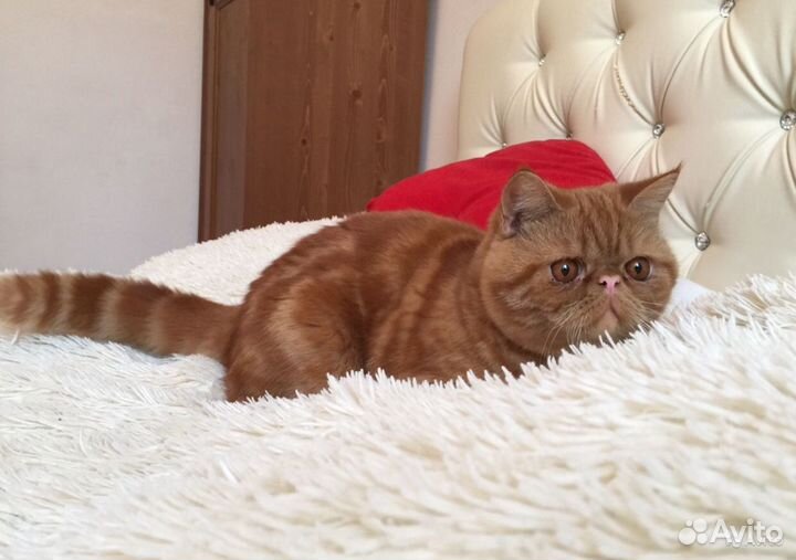 Экзотическая