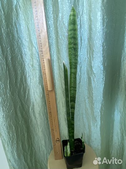 Сансевиерия зейланика