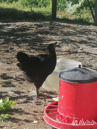 Курочки и петушки 2, 5 меяца