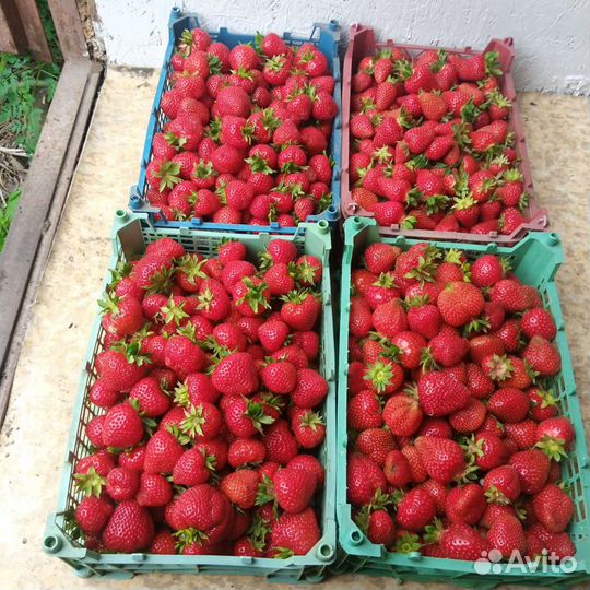 Клубника ягода свежая домашняя