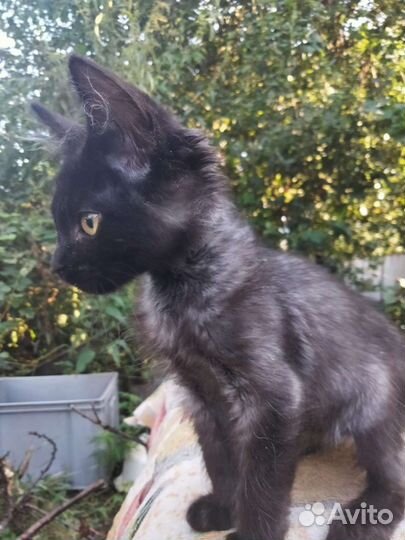 Котенок в добрые ручки