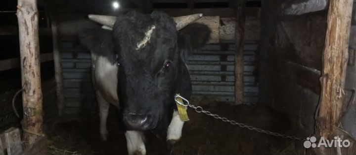 Бык и телка