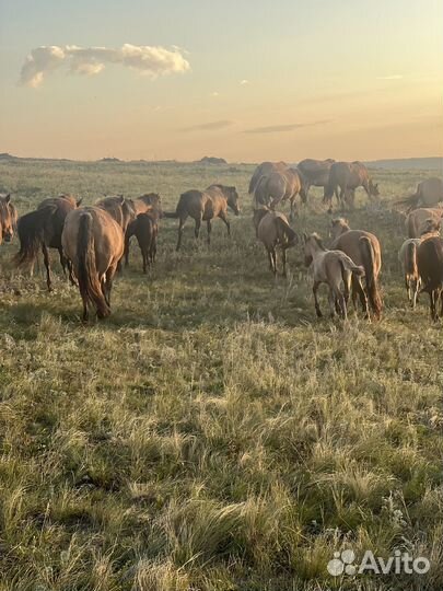 Лошадь, молодняк, прошлогодные 15голов