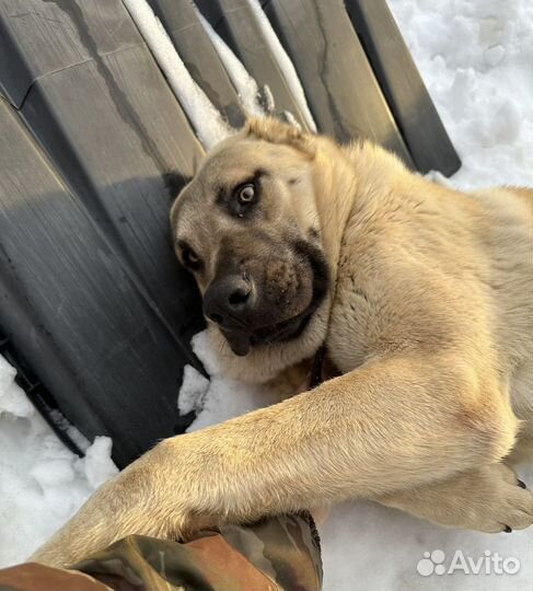 Вязка Алабай