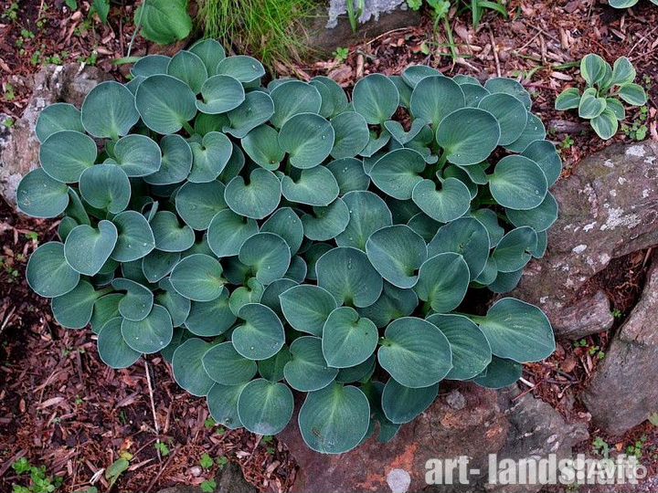 Многолетнее, садовое, декоративно лиственное расте