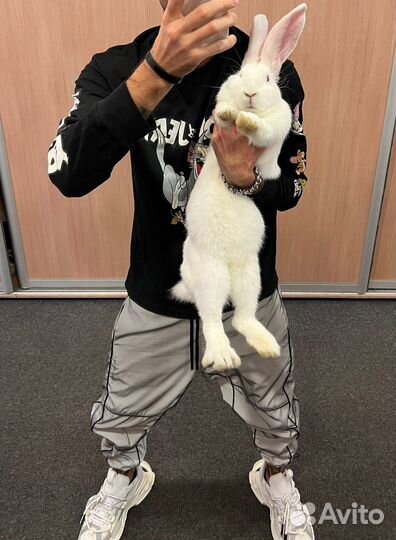 Кроликом Белый Великан 7 месяцев