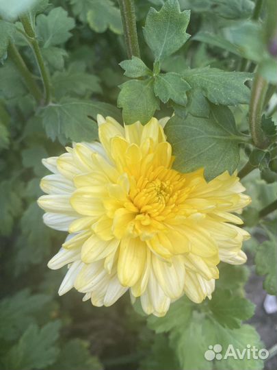 Хризантема