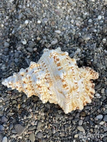Ракушка морская большая экзотическая Бурса